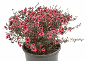 Leptospermum 'Cherry Brandy'