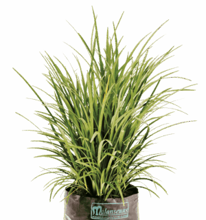 Liriope 'Pure Blonde'