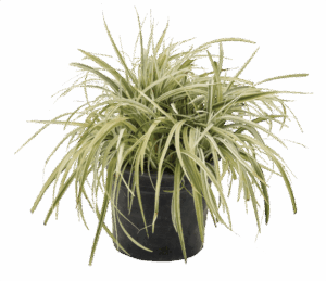 Liriope 'Silver Lawn'