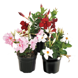 Mandevilla Mixed