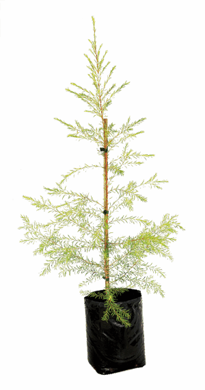 Melaleuca 'Johannesburg Gold'