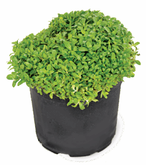 Mentha Requienii