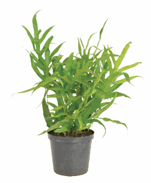 Microsorum Diversifolium Crested