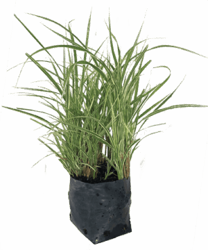 Miscanthus 'Variegatus'