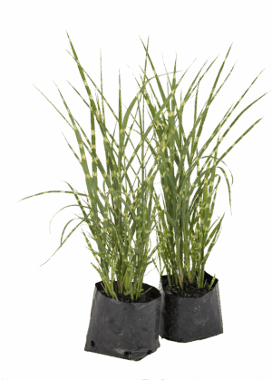 Miscanthus zebrinus