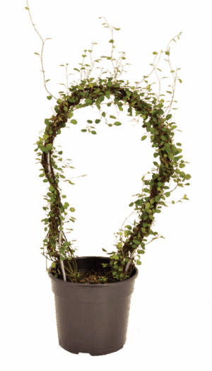 Muehlenbeckia