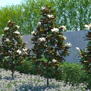 Magnolia Grand 'Little Gem'