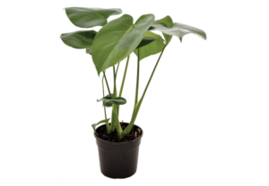 Monstera Deliciosa