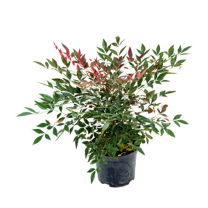 Nandina 'Obsession'