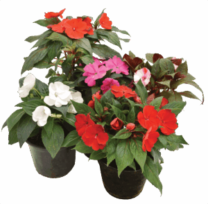 Impatiens 'New Guinea'