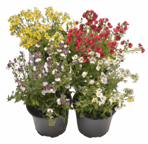 Nemesia fruticans (Mixed colours)