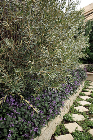 Olea Europaea 'Africana'