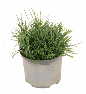 Ophiopogon Japonicus