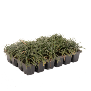 Dwarf Mondo Grass 24/30pack