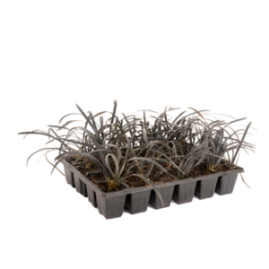 Ophiopogon 'Nigrescens' 24/30pack