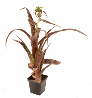 Orthophytum Gurkenii