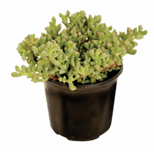Oscularia deltoides