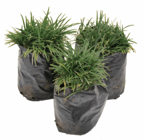 Ophiopogon 'Kyoto Dwarf'