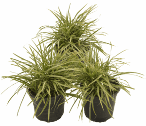 Ophiopogon 'Vittatus'