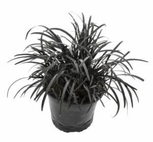Ophiopogon 'Nigrescens'
