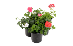 Pelargonium Peltatum