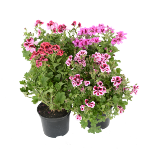 Pelargonium 'Regal'