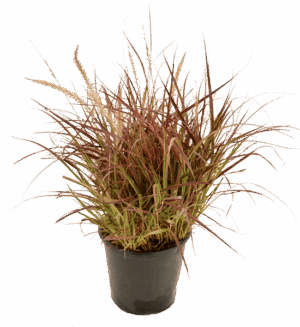 Pennisetum 'Fireworks'
