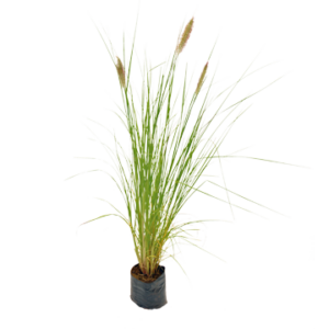 Pennisetum Moudry