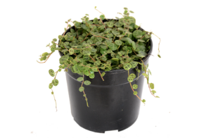 Peperomia Prostrata