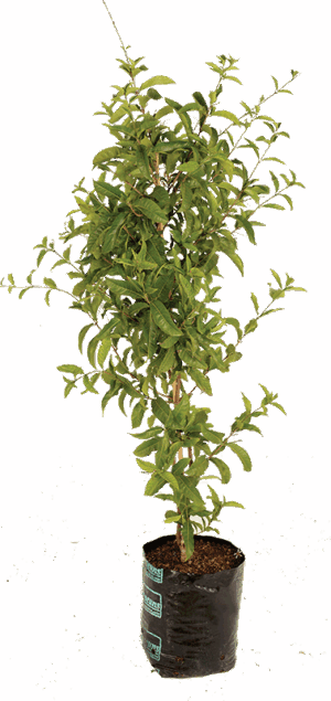 Petrea Volubilis