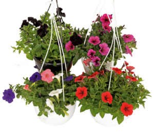 Petunia Hanging Baskets