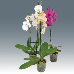 Phalaenopsis Dendrobium