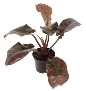 Philodendron 'Black Cardinal'