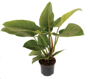 Philodendron 'Imperial Green'