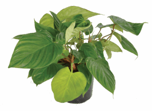 Philodendron nangaritense