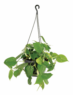 Philodendron Scandens 'Oxycardi'