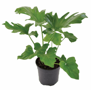 Philodendron Selloum