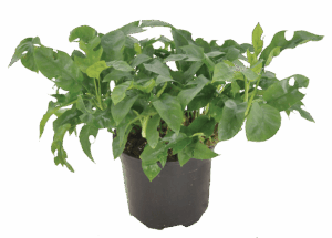 Philodendron 'Trophy'