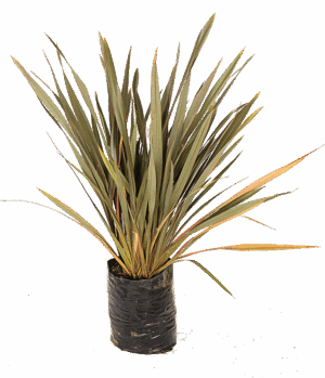 Phormium 'Bronze'