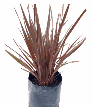 Phormium tenax 'Atropurpureum'