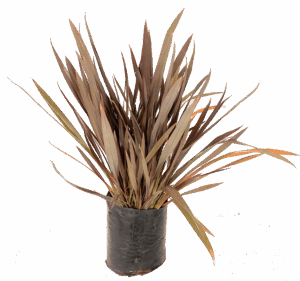 Phormium 'Firechief'