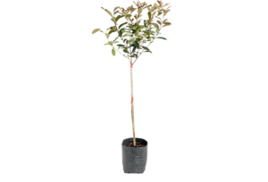 Photinia 'Red Robin'