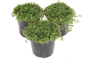 Phyla Nodiflora 15cm