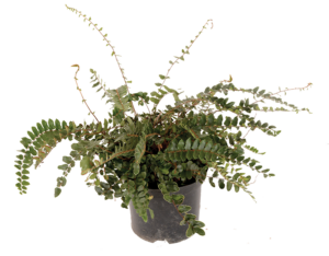Pellaea Rotundifolia