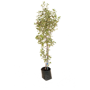 Pittosporum garnettii