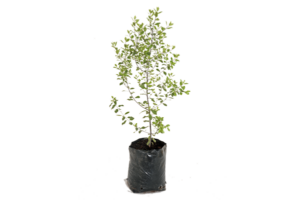 Pittosporum 'Nigrescens'