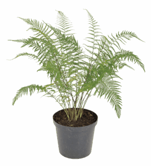 Pityrogramma 'Goldback'
