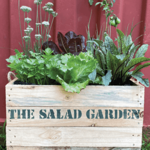 Wooden Planter Boxes