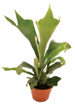 Platycerium Bifurcatum