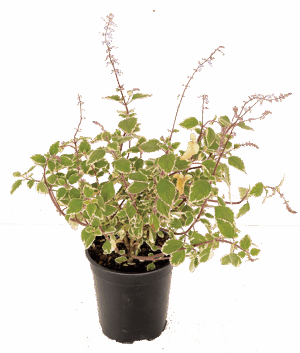 Plectranthus ' Blue Spires'